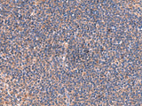 ISM1 Polyclonal Antibody Reactivity Mouse
