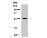 ISM1 Polyclonal Antibody Reactivity Mouse