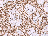 ISY1-RAB43 Polyclonal Antibody Reactivity Rat