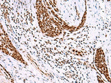 ISY1-RAB43 Polyclonal Antibody Reactivity Rat