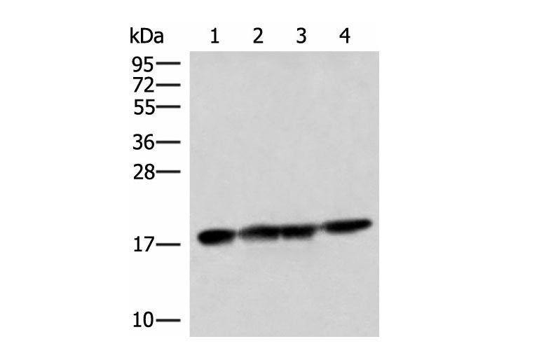 PEMT Polyclonal Antibody Reactivity Human