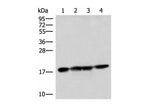 PEMT Polyclonal Antibody Reactivity Human