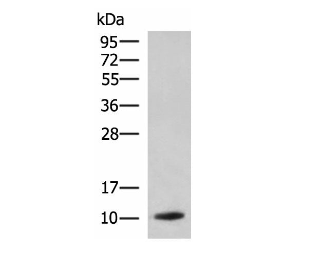 PPY Polyclonal Antibody Reactivity Rat