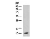 PPY Polyclonal Antibody Reactivity Rat