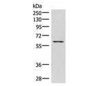 JRKL Polyclonal Antibody Reactivity Human