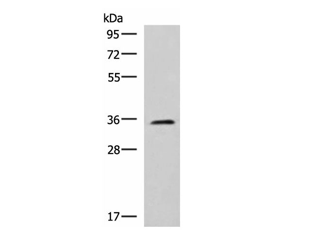 JAM3 Polyclonal Antibody Mouse