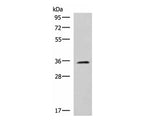 JAM3 Polyclonal Antibody Mouse