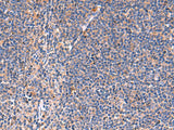 KLK9 Polyclonal Antibody Host Rabbit