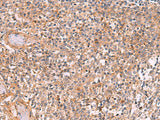 CREBBP Polyclonal Antibody Reactivity Rat