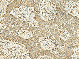 KAT7 Polyclonal Antibody Reactivity Rat