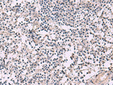 KCNIP1 Polyclonal Antibody Reactivity Rat