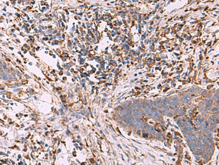 G6PC Polyclonal Antibody Reactivity Rat