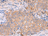 G6PC Polyclonal Antibody Reactivity Rat