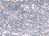 NIPSNAP1 Polyclonal Antibody Reactivity Mouse