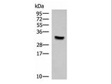 KCTD7 Polyclonal Antibody Reactivity Rat