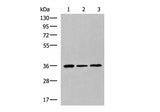 KHK Polyclonal Antibody Reactivity Mouse
