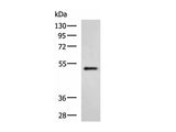 HTRA2 Polyclonal Antibody Reactivity Mouse