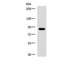 ABCB5 Polyclonal Antibody