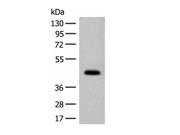 GPA33 Polyclonal Antibody Reactivity Mouse