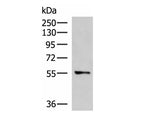TEKT5 Polyclonal Antibody Reactivity Mouse