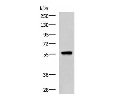 TERF1 Polyclonal Antibody Reactivity Mouse