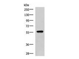 TERF1 Polyclonal Antibody Reactivity Mouse