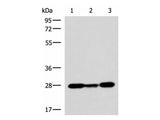 VEGFA Polyclonal Antibody Reactivity Mouse