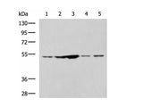 SNTA1 Polyclonal Antibody