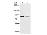 AAK1 Polyclonal Antibody