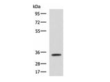 ANXA13 Polyclonal Antibody