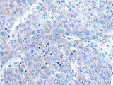 BTG4 Polyclonal Antibody Reactivity Human
