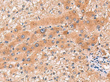 CCL13 Polyclonal Antibody Reactivity Human