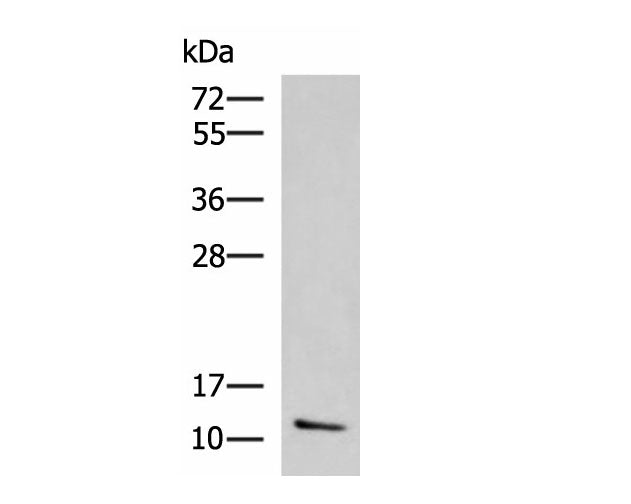CCL13 Polyclonal Antibody Reactivity Human