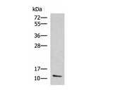 CCL13 Polyclonal Antibody Reactivity Human