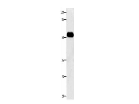 DOK3 Polyclonal Antibody