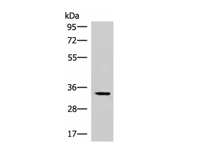 FOSL2 Polyclonal Antibody