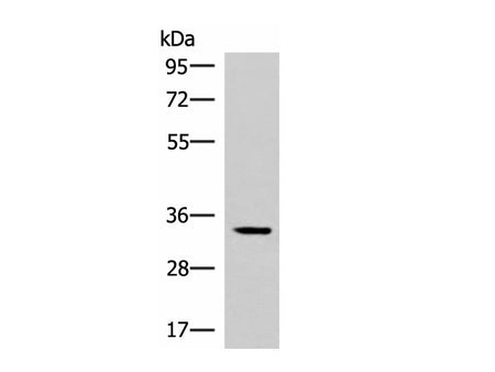 FOSL2 Polyclonal Antibody