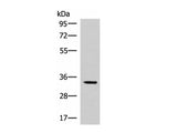 FOSL2 Polyclonal Antibody