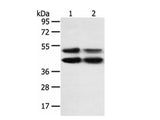 MAPK8 Polyclonal Antibody