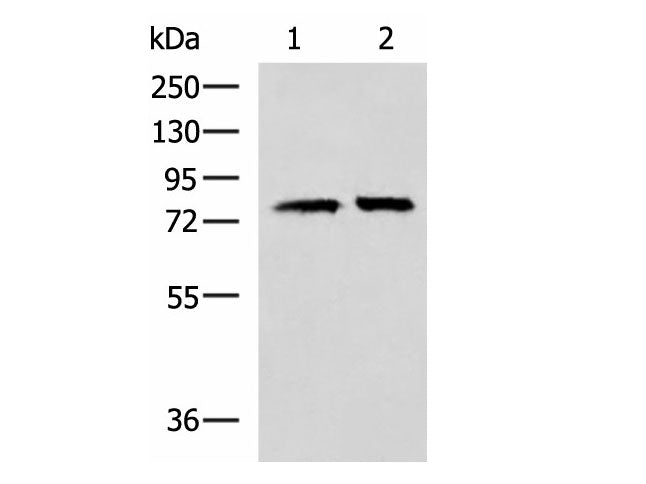 PADI4 Polyclonal Antibody Reactivity Human