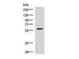 PDCD4 Polyclonal Antibody Reactivity Human