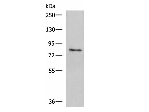TGM3 Polyclonal Antibody Reactivity Human