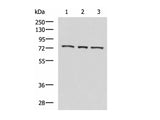 ABI2 Polyclonal Antibody Reactivity Human