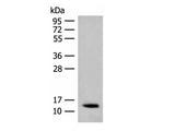 AKAP7 Polyclonal Antibody