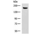 PDS5B Polyclonal Antibody