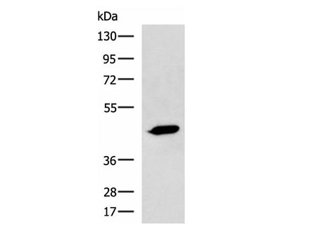 ASB10 Polyclonal Antibody