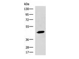 ASB10 Polyclonal Antibody