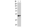 C3AR1 Polyclonal Antibody Reactivity Human