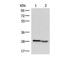 KLRB1 Polyclonal Antibody