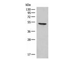 FGL2 Polyclonal Antibody